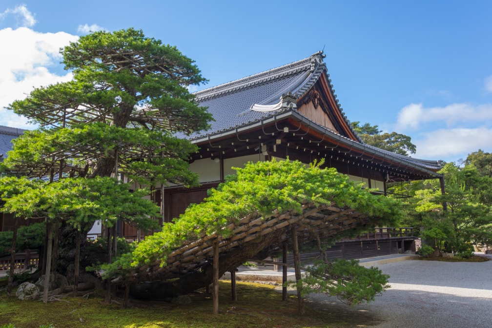 10 陸舟の松 Rikusyunomatsu