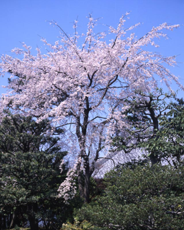相国寺の裏方丈九重桜