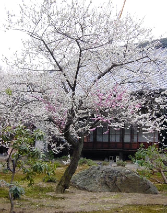 林光院の鶯宿梅